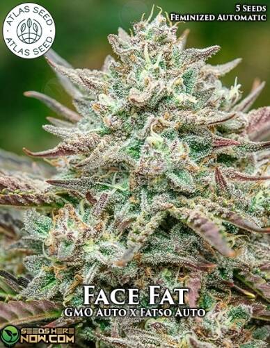 Face Fat (Autoflower) (space) Atlas Seeds