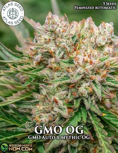GMO OG (Autoflower) (space) Atlas Seeds