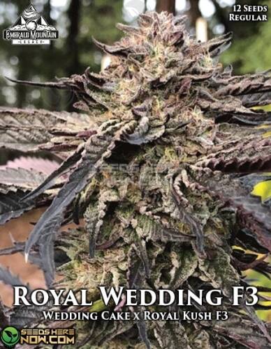 Royal Wedding F3(Regular) (space) Emerald Mountain Legacy