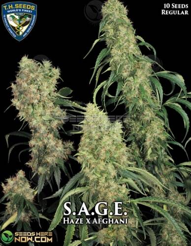 S.A.G.E. (Regular) (space) T.H. Seeds