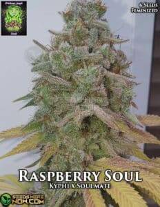 Raspberry Soul (Feminized) (space) Trichome Jungle