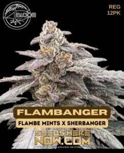 Flambanger (Regular) (space) Bloom Seed Co.