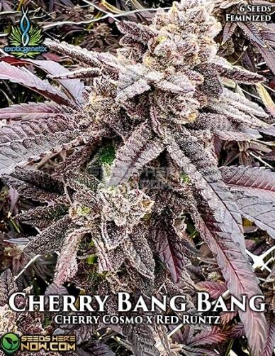 Cherry Bang Bang (Feminized) (space) Exotic Genetix