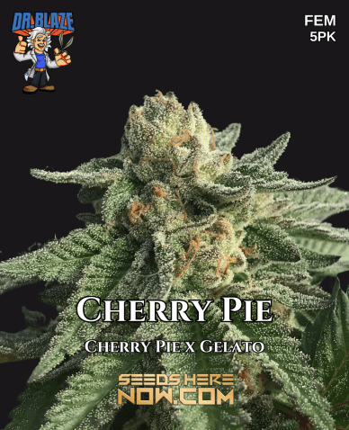 Cherry Pie S1 (Feminized) (space) Dr. Blaze