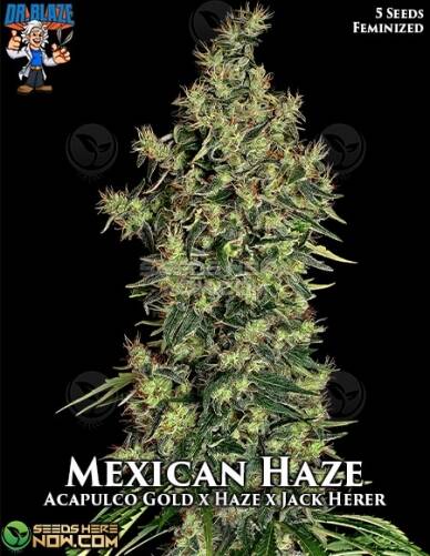 Mexican Haze S1 (Feminized) (space) Dr. Blaze
