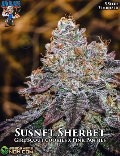 Sunset Sherbet S1 (Feminized) (space) Dr. Blaze