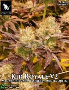 Kir Royale V2 (Feminized) (space) Heavy Dayze Genetics