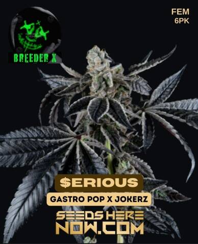 $erious (Feminized) (space) Breeder X