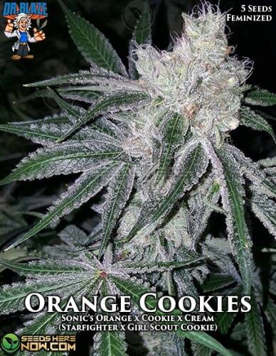 Orange Cookies S1 (Feminized) (space) Dr. Blaze