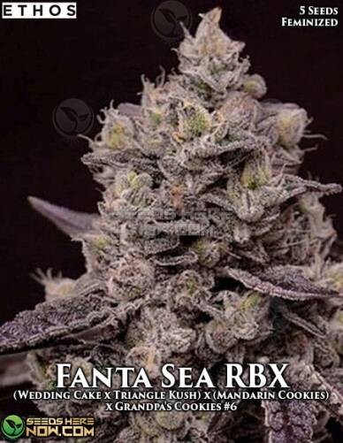 Fanta Sea RBX (Feminized) (space) Ethos Genetics