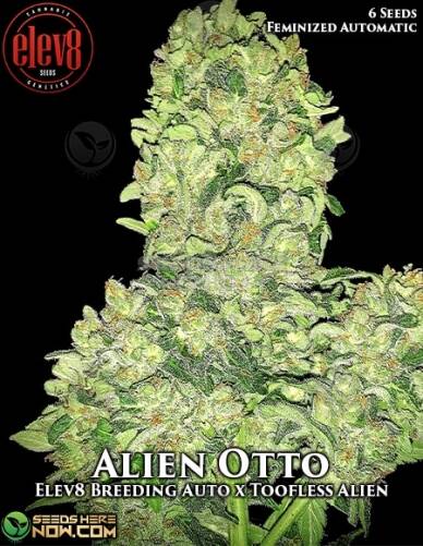 Alien Otto (Autoflower) (space) Elev8 Seeds