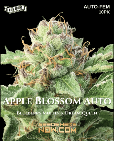 Apple Blossom Auto (Autoflower) (space) Humboldt Seed Company