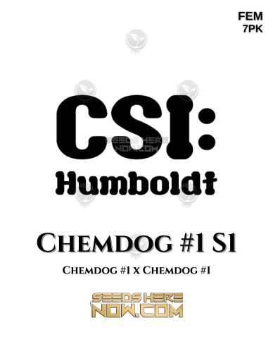 ChemDog #1 S1 (Feminized) (space) CSI Humboldt