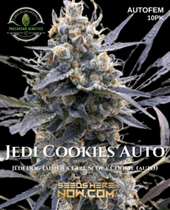 Jedi Dog Auto (Autoflower) (space) Precursor Genetics