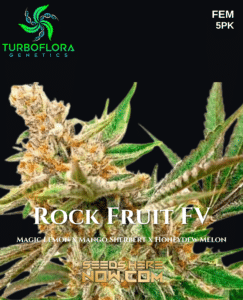 Rock Fruit FV (Feminized) (space) TurboFlora Genetics