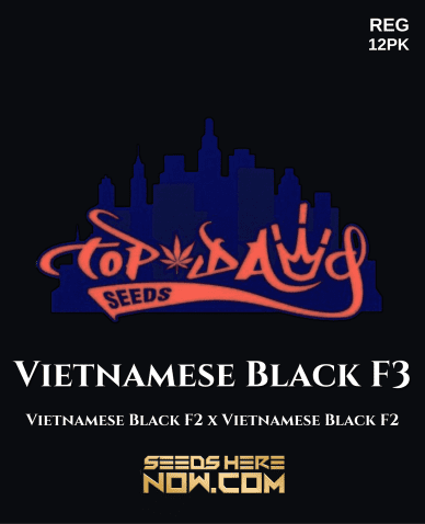 Vietnamese Black F3(Regular) (space) Top Dawg Seeds