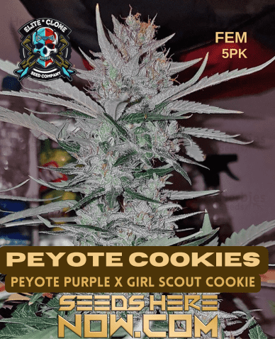 Peyote Cookies S1 (Feminized) (space) Elite Clone Seed Company