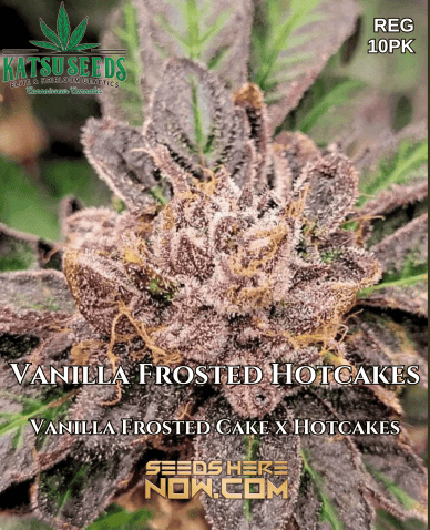 OGLA78 BX (Regular) (space) Green Bodhi Genetics