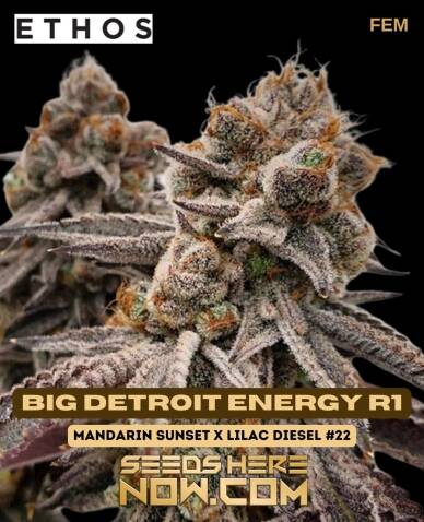 Big Detroit Energy R1 (Feminized) (space) Ethos Genetics