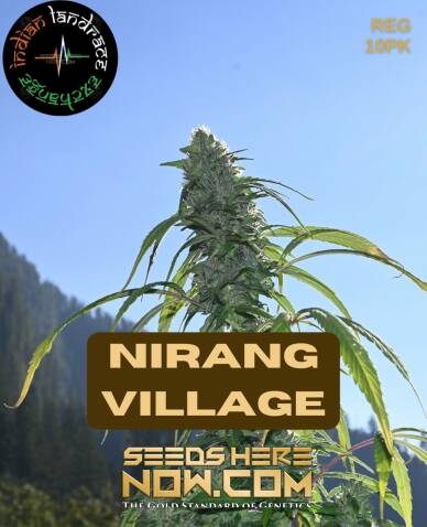 Nirang Village (Regular) (space) Indian Landrace Exchange