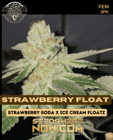 Strawberry Float (Feminized) (space) Super Seed Co.