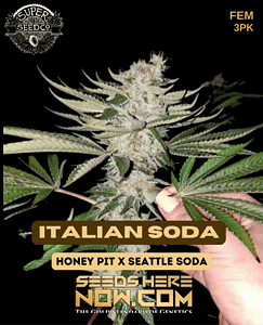 Italian Soda (Feminized) (space) Super Seed Co.