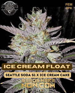 Ice Cream Float (Feminized) (space) Super Seed Co.