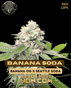 Banana Soda (Regular) (space) Super Seed Co.