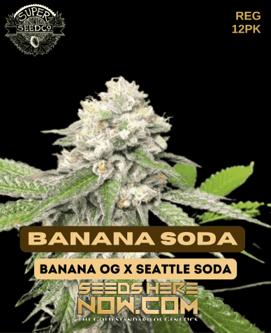 Banana Soda (Regular) (space) Super Seed Co.