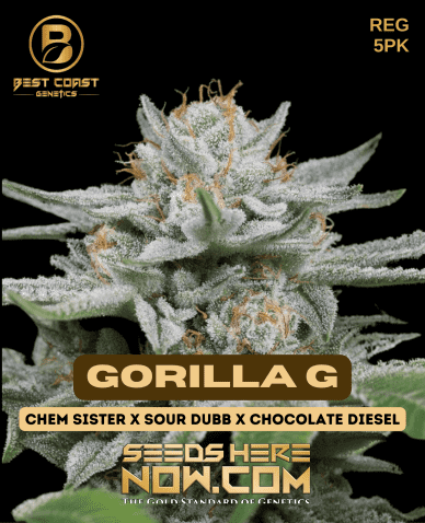 Gorilla Glue (Regular) (space) Best Coast Genetics