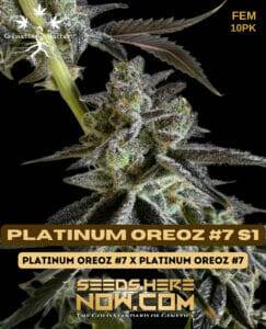 Platinum Oreoz #7 S1 (Feminized) (space) Genetix Matter