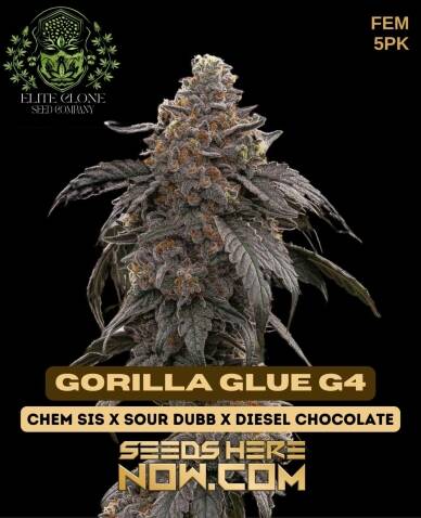 Gorilla Glue #4 S1 (Feminized) (space) Elite Clone Seed Company