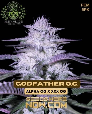 Godfather OG S1 (Feminized) (space) Elite Clone Seed Company