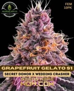Grapefruit Gelato S1 (Feminized) (space) Precursor Genetics