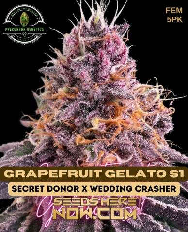 Grapefruit Gelato S1 (Feminized) (space) Precursor Genetics