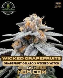 Wicked Grapefruits (Feminized) (space) Precursor Genetics