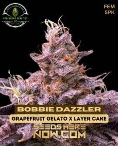 Bobbie Dazzler (Feminized) (space) Precursor Genetics