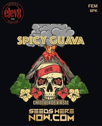 Spicy Guava (Feminized) (space) Elev8 Seeds