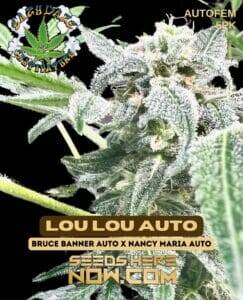 Lou Lou Auto (Autoflower) (space) Eazy Daze Cultivators