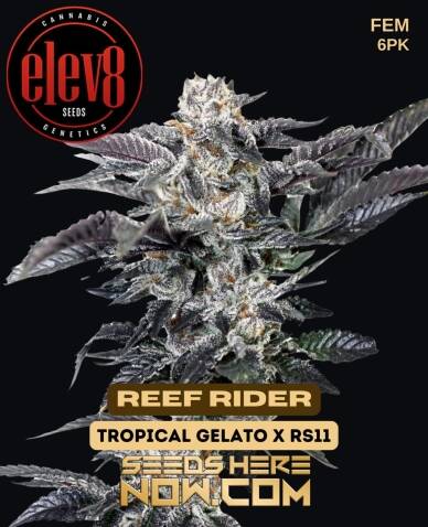 Reef Rider (Feminized) (space) Elev8 Seeds
