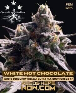 White Hot Chocolate (Feminized) (space) Genetix Matter