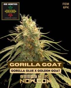 Gorilla Goat (Feminized) (space) Irie Genetics