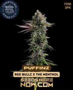 Puffinz (Feminized) (space) Compound Genetics