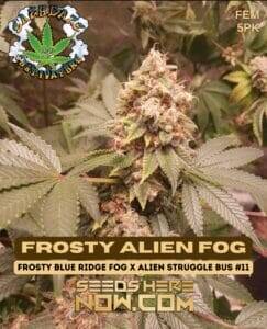 Frosty Alien Fog (Feminized) (space) Eazy Daze Cultivators