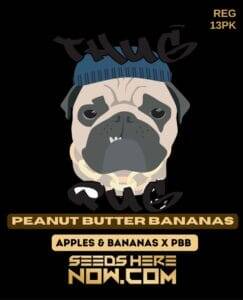 Peanut Butter Bananas (Regular) (space) Thug Pug Genetics