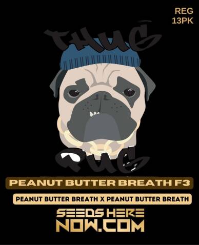 Peanut Butter Breath F3(Regular) (space) Thug Pug Genetics