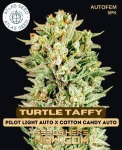 Turtle Taffy (Autoflower) (space) Atlas Seeds