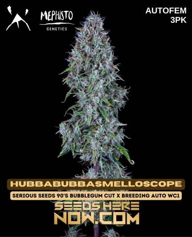 Hubbabubbasmelloscope (Autoflower) (space) Mephisto Genetics