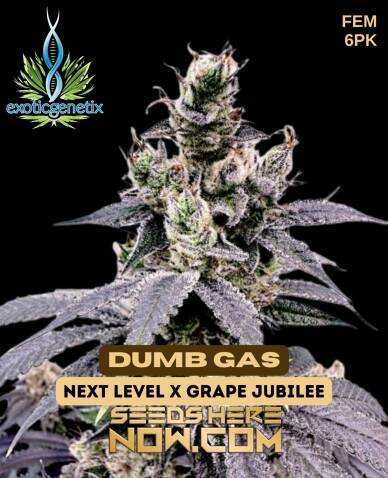 Dumb Gas (Feminized) (space) Exotic Genetix