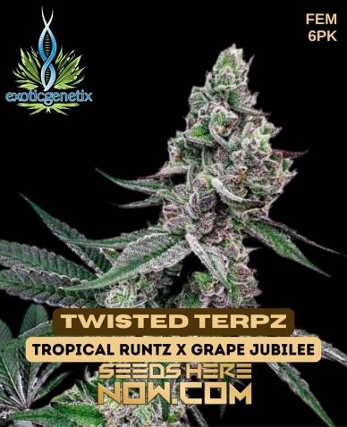 Twisted Terpz (Feminized) (space) Exotic Genetix